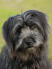 Image showing pyrenean shepherd