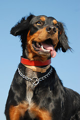 Image showing brittany spaniel