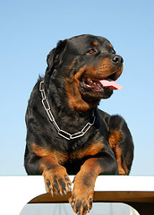 Image showing rottweiler