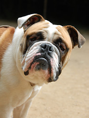 Image showing young english bulldog