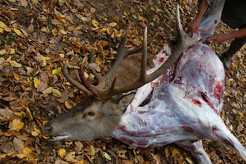 Image showing roe deer and butcher