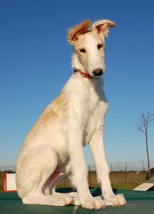 Image showing puppy borzoi