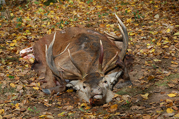 Image showing deer in fox hunting