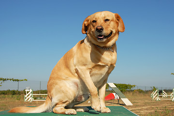 Image showing labrador retriever in agility