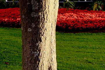 Image showing Tree trunk in park.