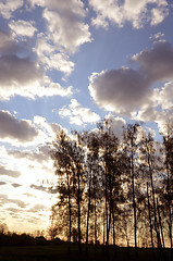 Image showing Sky hiding behind trees.