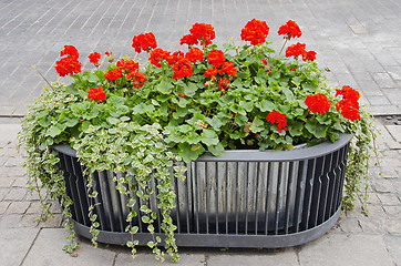 Image showing Red flowers growing in modernistic pot. 