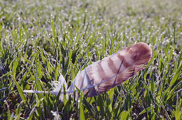 Image showing Feather lying in dewy morning meadow.