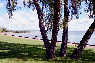 Image showing Willow near lake, bicycle path.