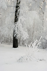 Image showing Frost on the birch branches.