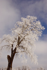 Image showing Frosted tree.