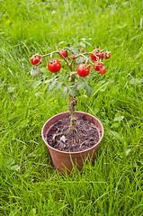 Image showing Small tomatoes growing in pot. 