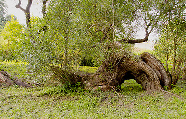 Image showing Broken but still alive willow. 