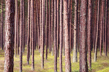 Image showing Pine forest trunks.