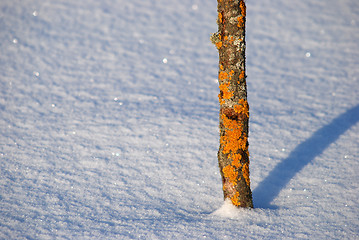 Image showing Tree trunk with orange moss.