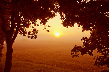 Image showing Beautiful morning view through maple branches. 