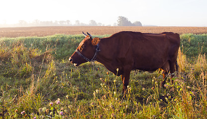 Image showing Grazing brown moo cow. 