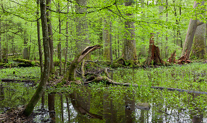 Image showing Springtime deciduous forest with standing water