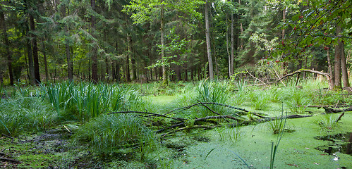 Image showing Natural stand of Bialowieza Forest with standing water and Common Duckweed