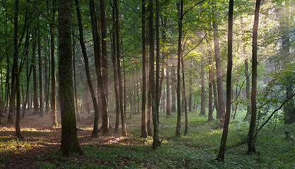 Image showing Sunbeam entering rich deciduous forest in misty evening