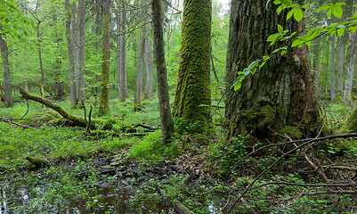 Image showing Springtime deciduous forest with standing water