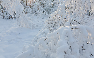 Image showing Trees snow wrapped blizzard after