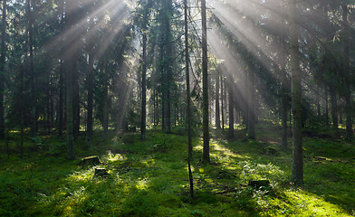 Image showing Sunbeam entering pruce coniferous stand