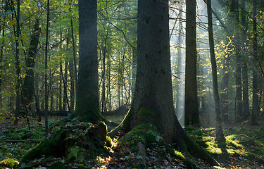 Image showing Sunbeam entering mixed stand in autumnal morning