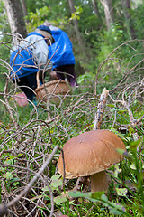 Image showing Edible Boletus edulis mushroom close-up