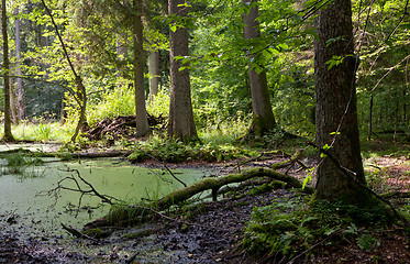 Image showing Summer forest landscape with broken trees