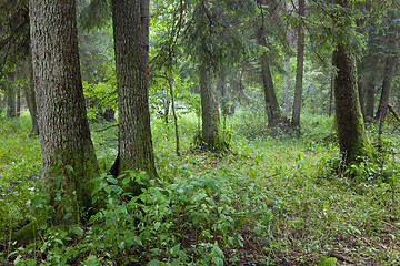 Image showing Summertime look of natural alder-carr stand