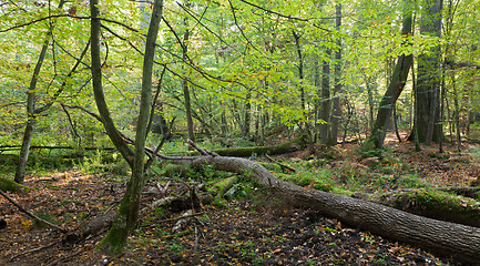 Image showing Old oak trees broken lying