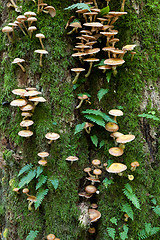 Image showing Oak tree with Common Polypody fern and fungi