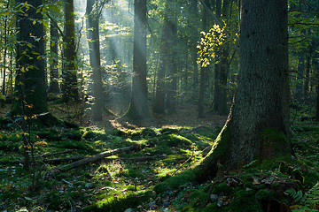 Image showing Sunbeam entering mixed stand in autumnal morning