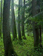 Image showing Summertime look of natural alder-carr stand