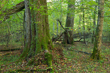 Image showing Group of giant old trees in natural forest