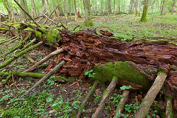 Image showing Moss wrapped part of broken tree lying