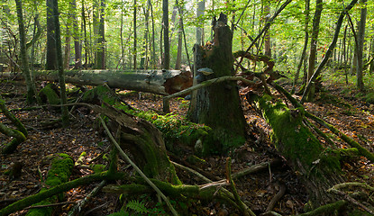 Image showing Old spruce tree broken lying