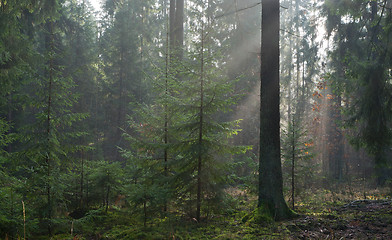 Image showing Misty autumn morning in coniferous stand