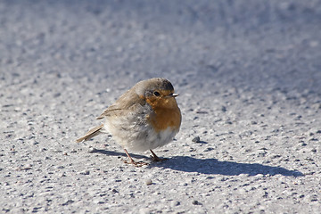 Image showing Red robin