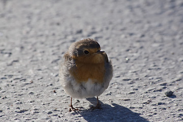 Image showing Robin