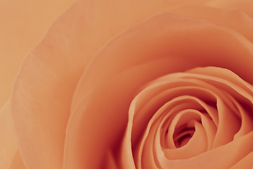 Image showing orange rose macro