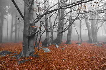 Image showing misty forest