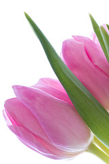 Image showing pink tulips