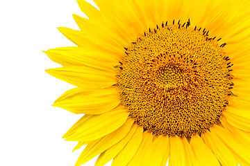 Image showing sunflower