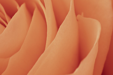 Image showing orange rose macro