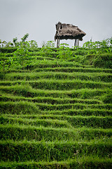 Image showing rice fields in Bali, Indonesia