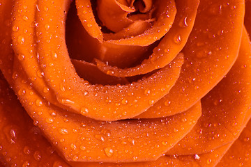 Image showing orange rose