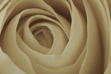 Image showing white rose macro