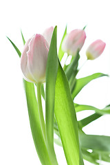 Image showing tulip